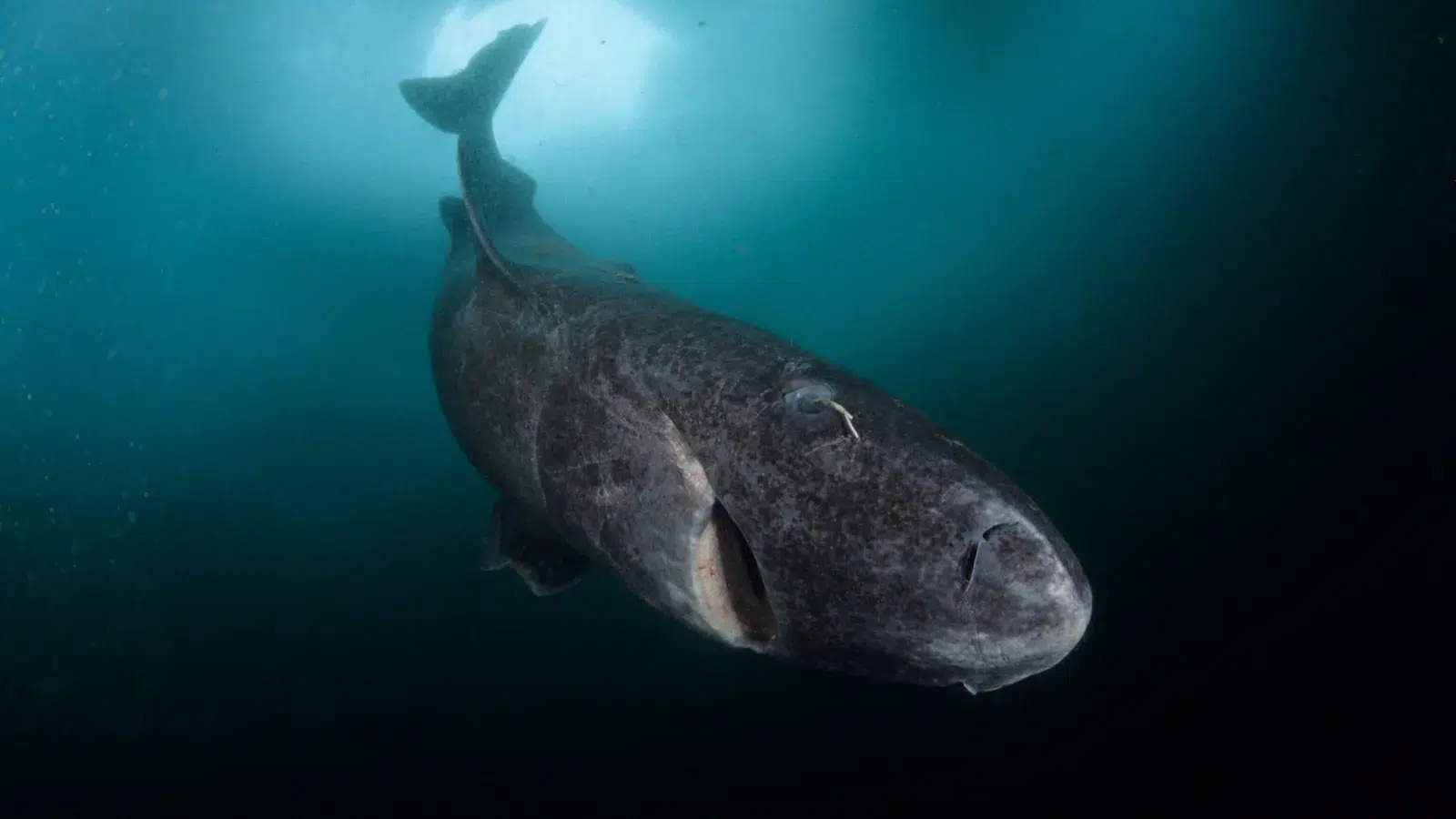 Historic Discovery: 399-year-old Greenland shark found, the longest ...