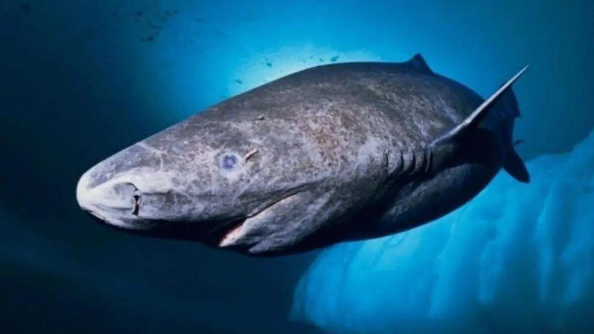 Historic Discovery: 399-year-old Greenland shark found, the longest ...