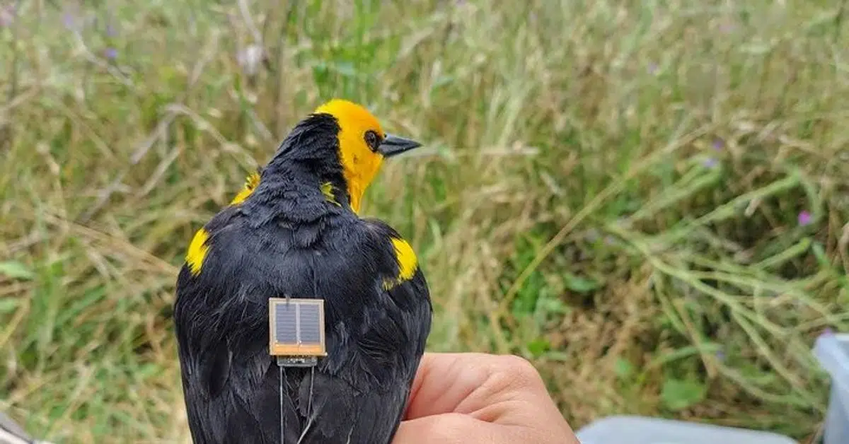 Yellow-headed blackbird monitored with GPS to prevent its extinction and protect northeastern Argentine grasslands