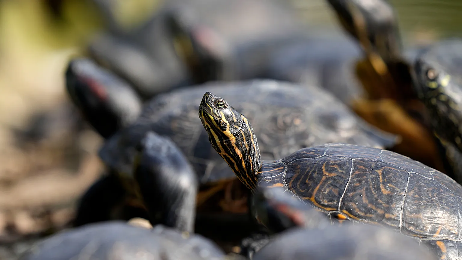 Brazil releases 1,500 Amazon turtles into the Rio Negro: communities and science united for conservation
