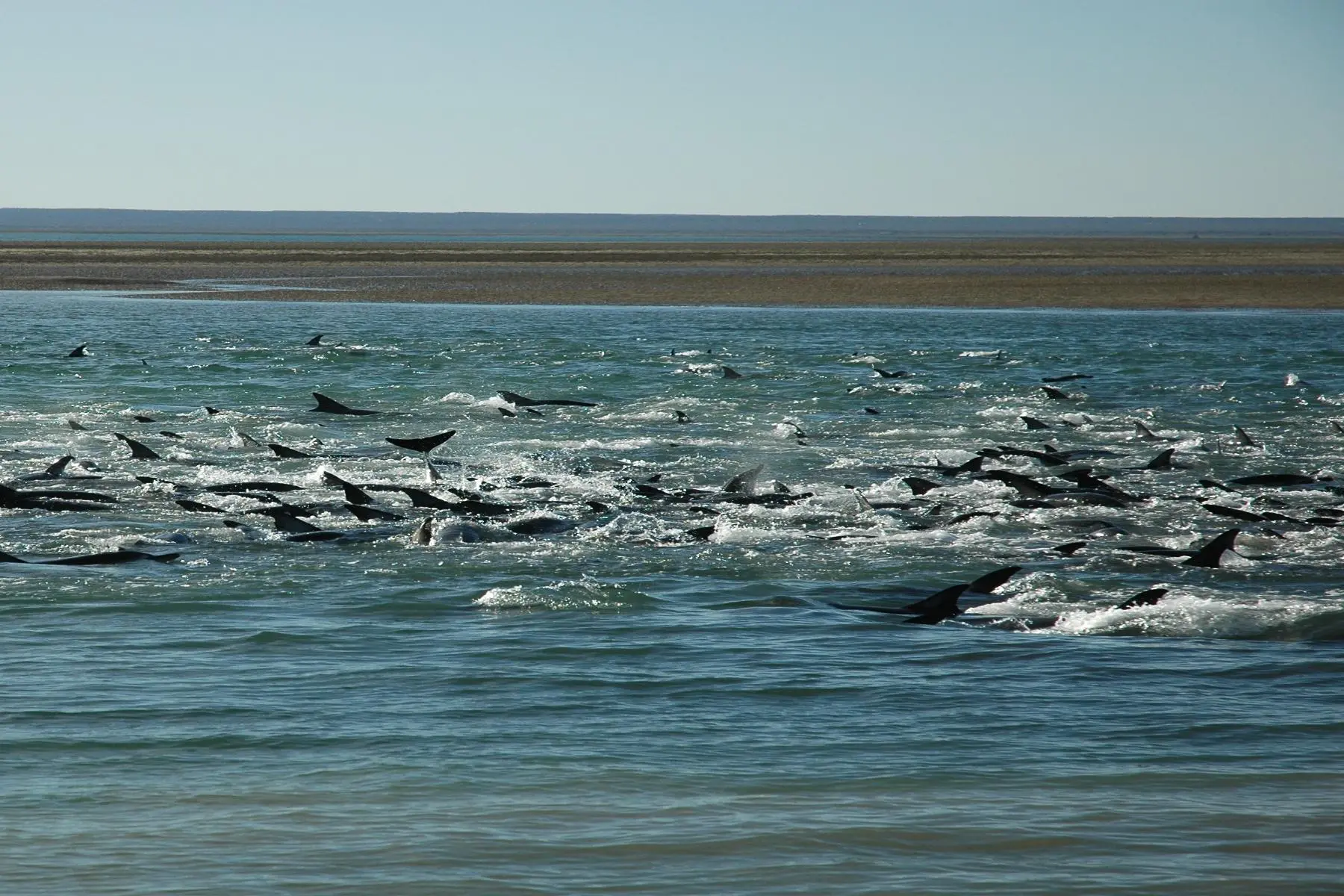 Fear of orcas causes mass strandings of dolphins in Patagonia: new scientific evidence