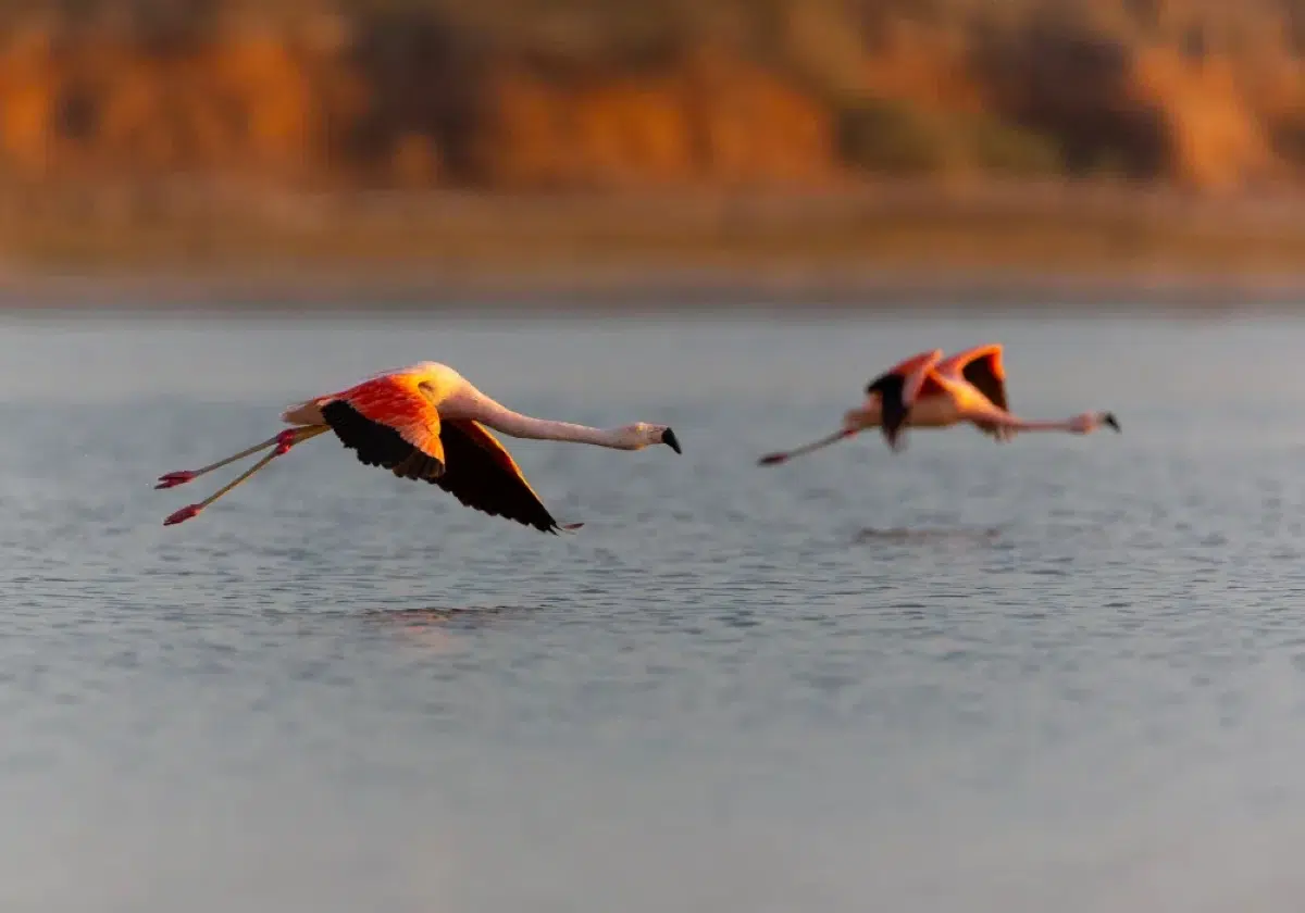 A flight of flamingos in Patagonia highlights the ecological value of the San Matías Gulf and its coastal wetlands