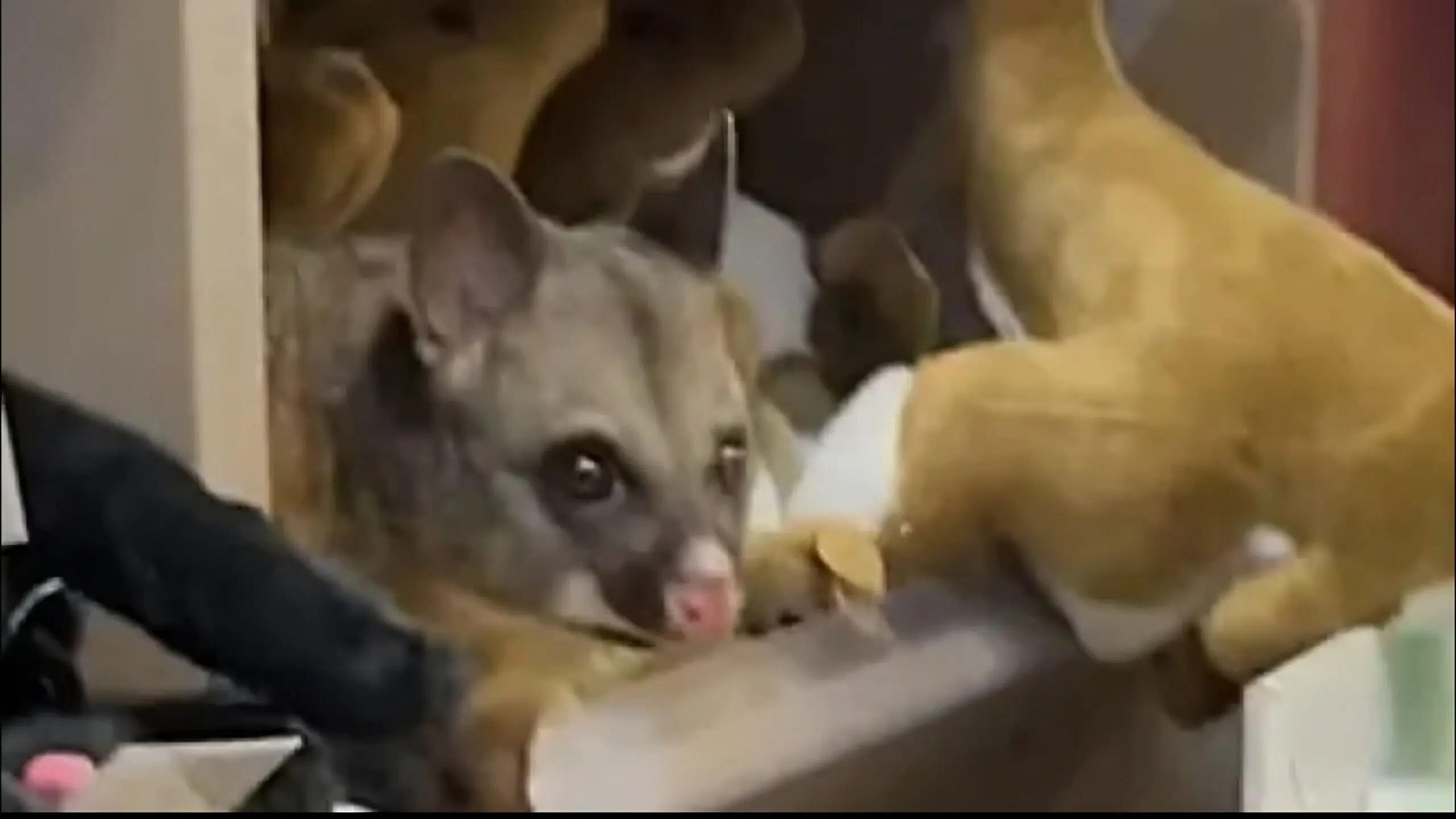 An unexpected “souvenir” in Tasmania: a live possum discovered among stuffed animals at an Australian airport
