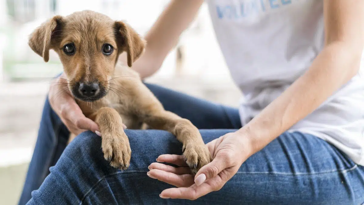 AdoptAR