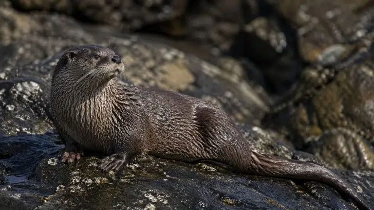 Reaparición de Changuita en Chile impulsa conservación de nutrias y es una esperanza para especie