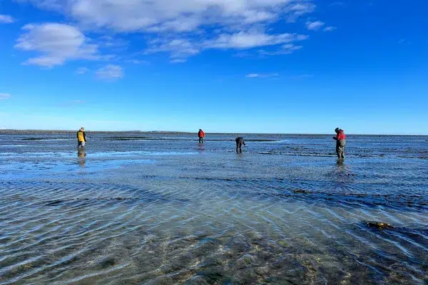 Ghost forests in Tierra del Fuego: hidden keys of an intertidal ecosystem vital for biodiversity. Photo: Correo Diario.