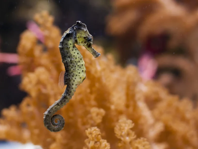 Pescadores y la Fundación Oceanogràfic se unen para salvar a los caballitos de mar en el Mediterráneo