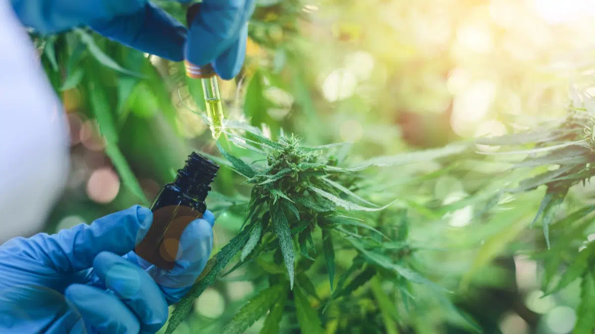 cannabis medicinal