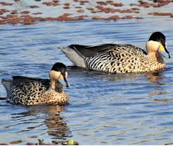 Polémica por la caza de aves autóctonas en Entre Ríos: organizaciones exigen participación en una audiencia clave. Foto: ERA Verde. 