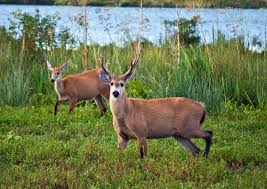 The return of the marsh deer in Argentina marks a milestone in the restoration of wetlands and biodiversity. Photo: Argentina.gob.