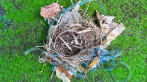 Aves en Brasil usan plásticos para construir nidos: una clara muestra del avance de la contaminación ambiental