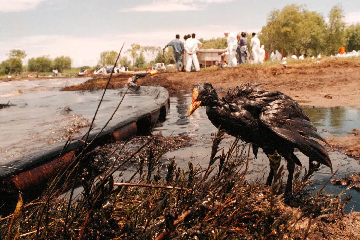 Derrame histórico en Magdalena: la disputa judicial reabre el debate sobre la reparación ambiental en humedales. Foto: 0221.