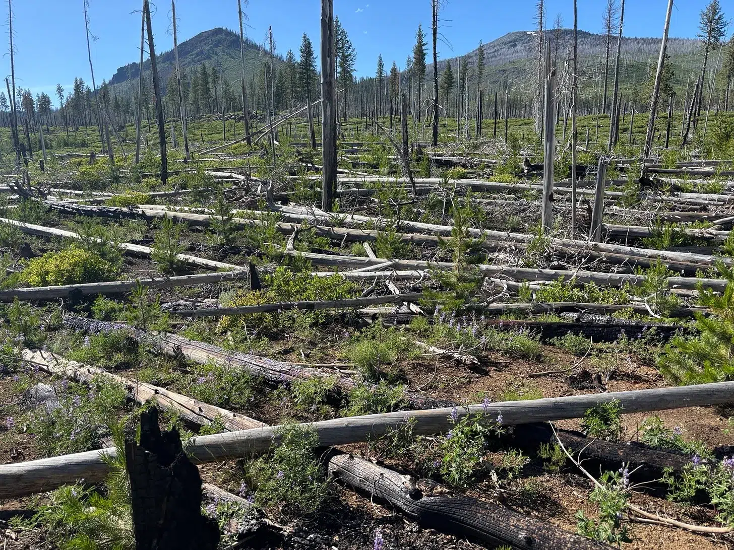 explotación de bosques
