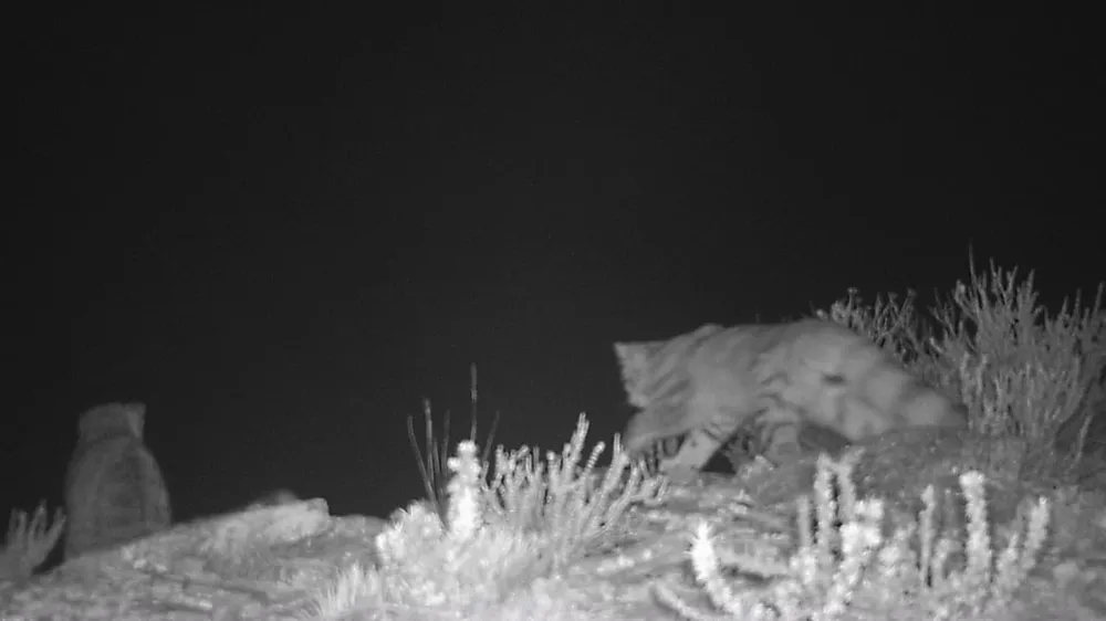 Der „Geist der Anden“ taucht in Mendoza wieder auf: Zwei Andenkatzen wurden im Naturschutzgebiet Villavicencio registriert. Foto: Los Andes.