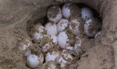 Der Raub von Schildkröteneiern in einem Schutzgebiet in Mexiko gefährdet die Fortpflanzung der Art. Foto: México Ambiental. 