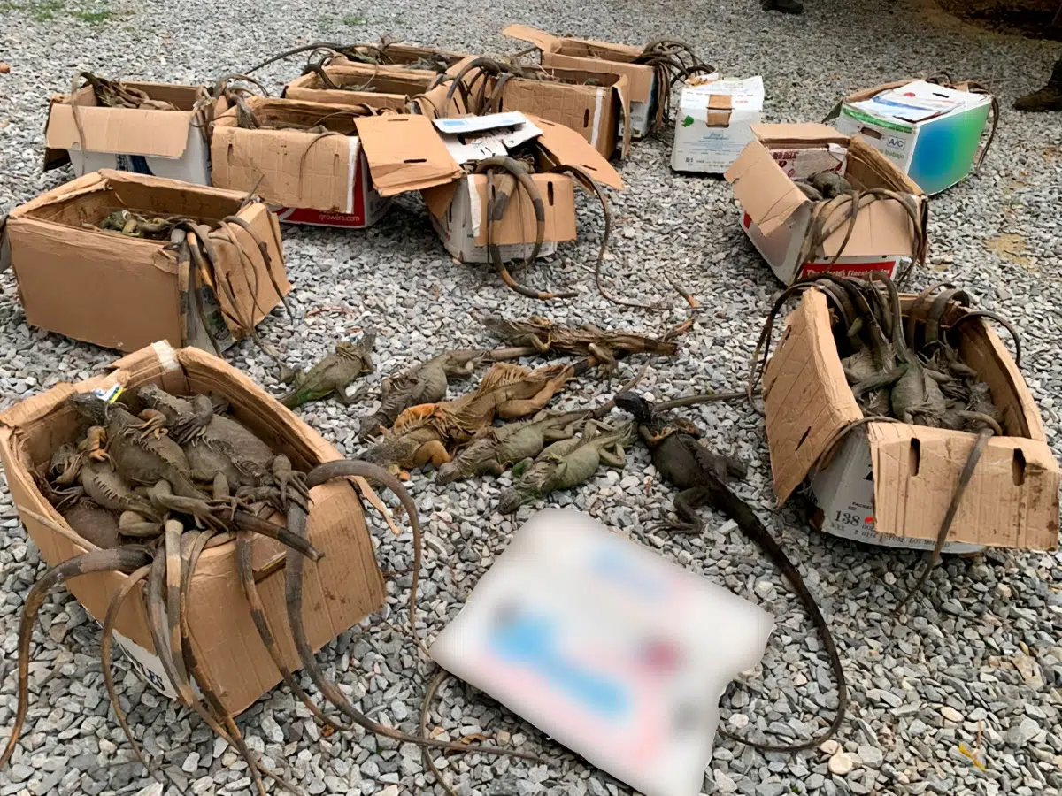 192 Green Iguanas Rescued in Oaxaca and the Impact of Illegal Trafficking on Mexico’s Biodiversity Exposed