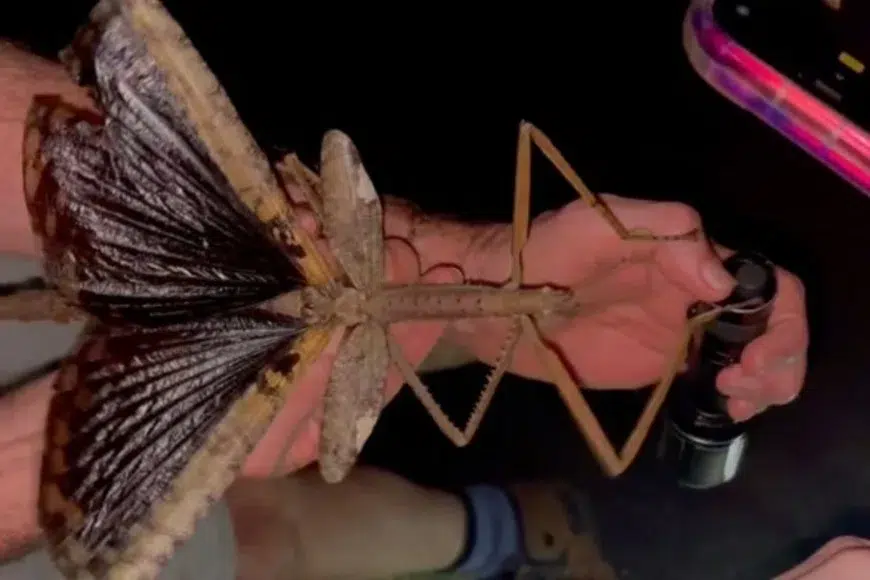 Historic discovery: new giant stick insect species found in Australia that defies records
