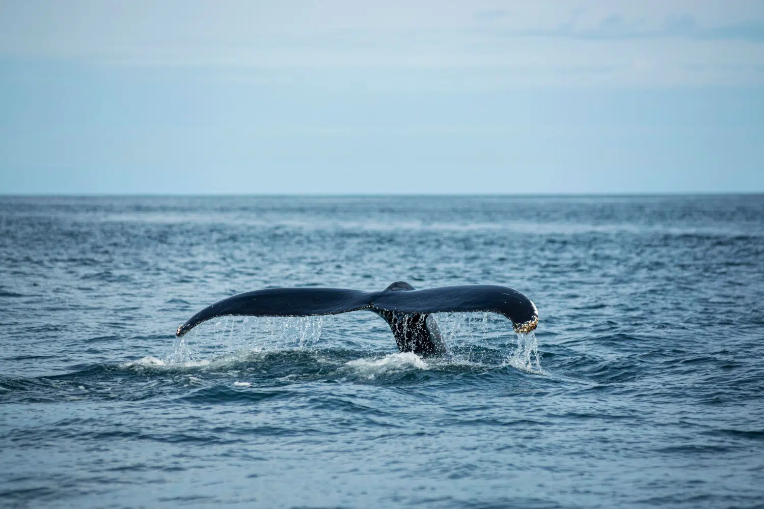 procès des baleines