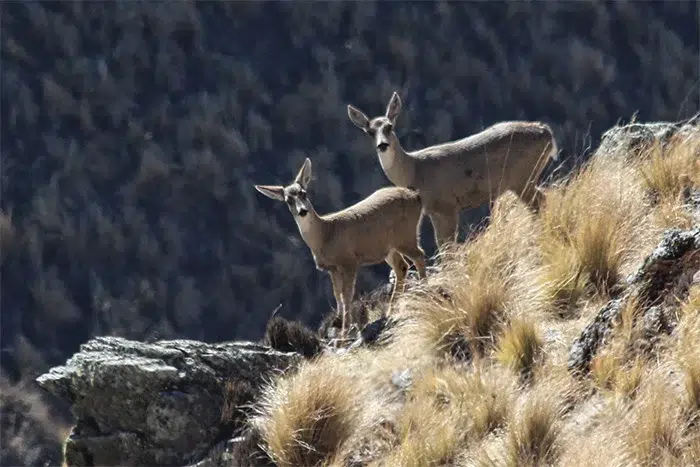Une découverte clé pour la biodiversité andine : la taruca est enregistrée pour la première fois dans une zone protégée de Salta. Photo : Animales Argentinos. 