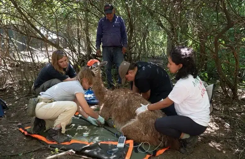 Reintroducción de especies en Chacho: Rewilding Argentina realizó la segunda liberación de guanacos en El Impenetrable. Foto: Fundación Rewilding Argentina. 