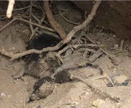 Caso Punta Tombo: la Justicia define un fallo clave contra un ganadero por una matanza de pingüinos en Chubut. Foto: Ahora Calafate.