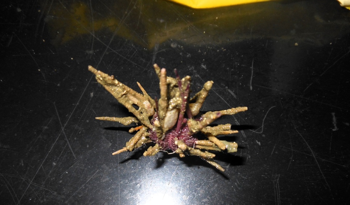 Scientific discovery in the depths of the Argentine Sea: a new species of sea urchin discovered on the Atlantic Coast