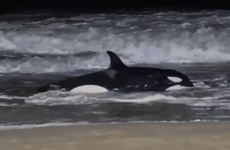 Orca varada en Uruguay: sacrificio inevitable y necropsia para determinar las causas del suceso en Punta del Este