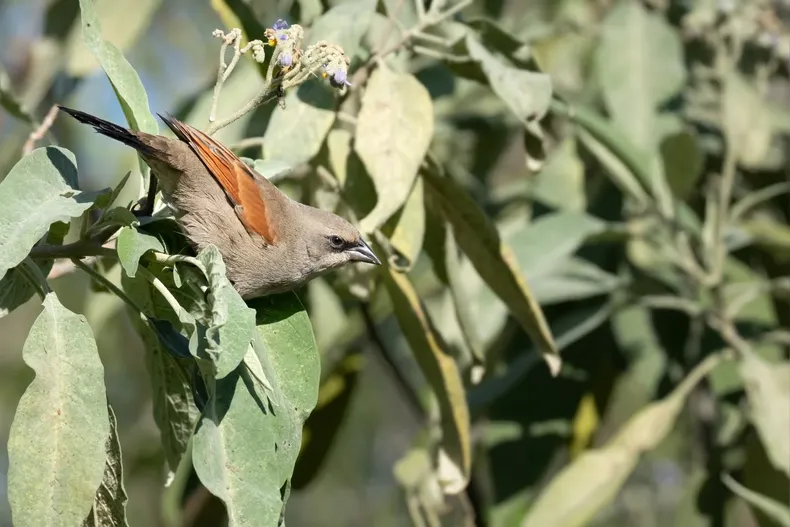 Mehr als 150 Vogelarten machen den Parque Finky zu einem natürlichen Enklave in der Provinz Buenos Aires. Foto: La Unión.