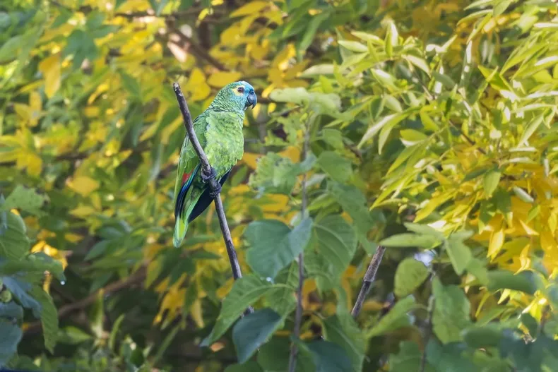 Mehr als 150 Vogelarten machen den Parque Finky zu einem natürlichen Enklave in der Provinz Buenos Aires. Foto: La Unión.
