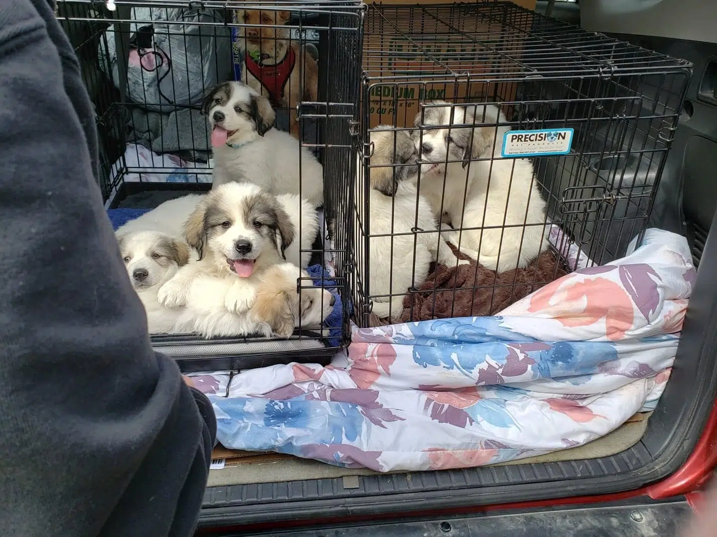 perros abandonados