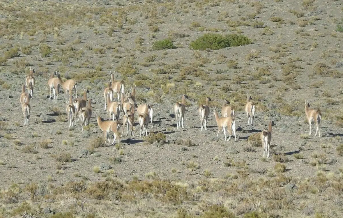 población de guanacos