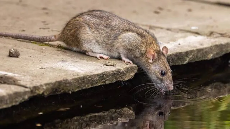 “Superrats” à Madrid : la mutation génétique de ces animaux pose un changement dans la gestion des déchets en Espagne. Photo : El Observador. 