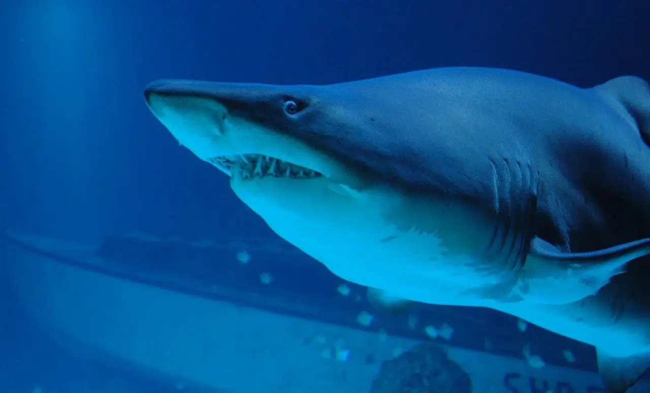 requins et thons
