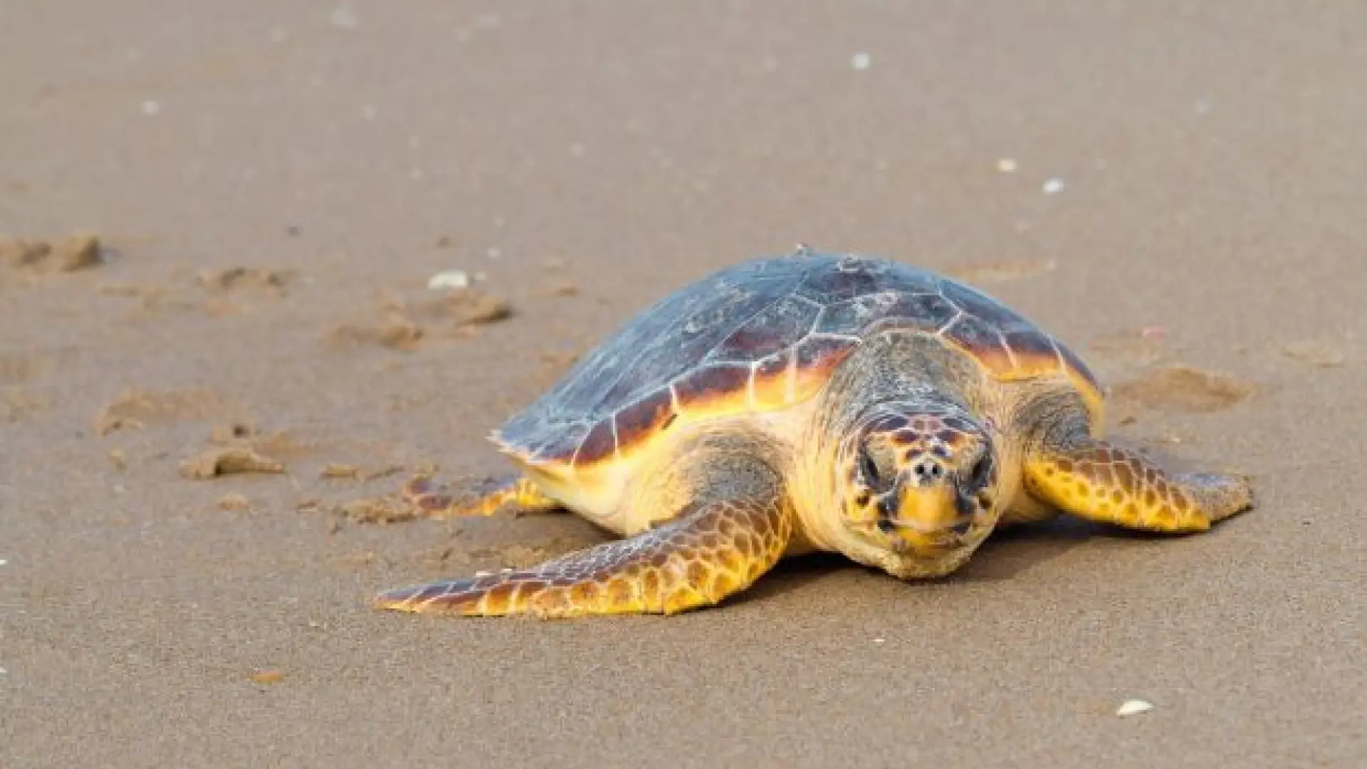 The battle to save the loggerhead turtle: Spain strengthens the conservation of an endangered species