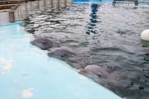 Falência do Aquarium de Mar del Plata: denunciam a tentativa de venda dos animais que ainda estão em cativeiro. Foto: Yahoo.