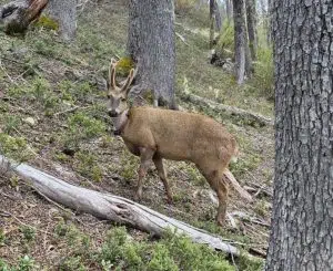 El viaje récord de Newenche, un huemul que recorrió 116 kilómetros y reaviva la esperanza para la conservación andina. Foto: Argentina.gob.