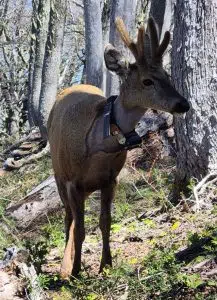 El viaje récord de Newenche, un huemul que recorrió 116 kilómetros y reaviva la esperanza para la conservación andina. Foto: Argentina.gob.