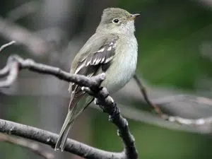 Le voyage surprenant du fiofío silbón : ils ont réussi à suivre pour la première fois son vol nocturne de la Patagonie au Brésil. Photo : eBird. 