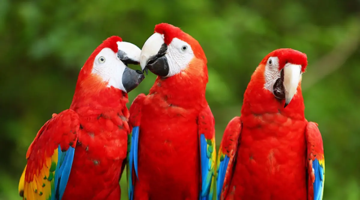 Guacamaya roja