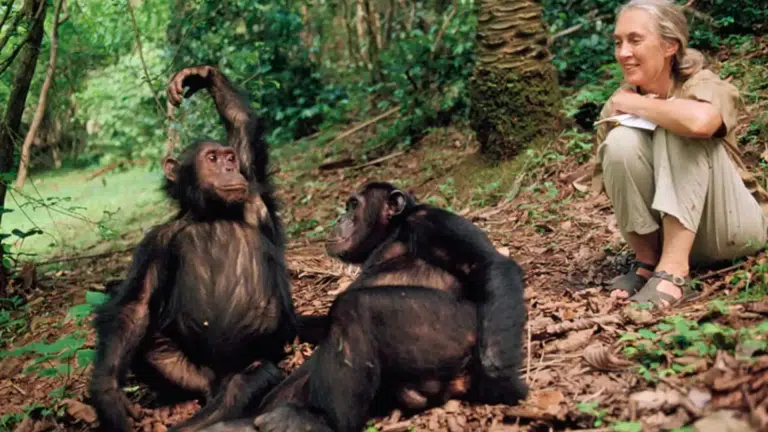 España aprueba la Ley Jane Goodall: se prohíbe experimentar con primates y usarlos en espectáculos comerciales