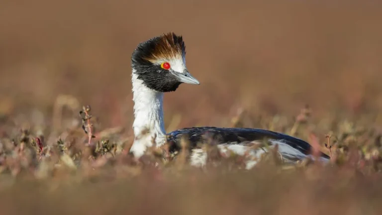 Macá Tobiano: el ave emblema de la Patagonia que enfrenta el cambio climático y las especies invasoras