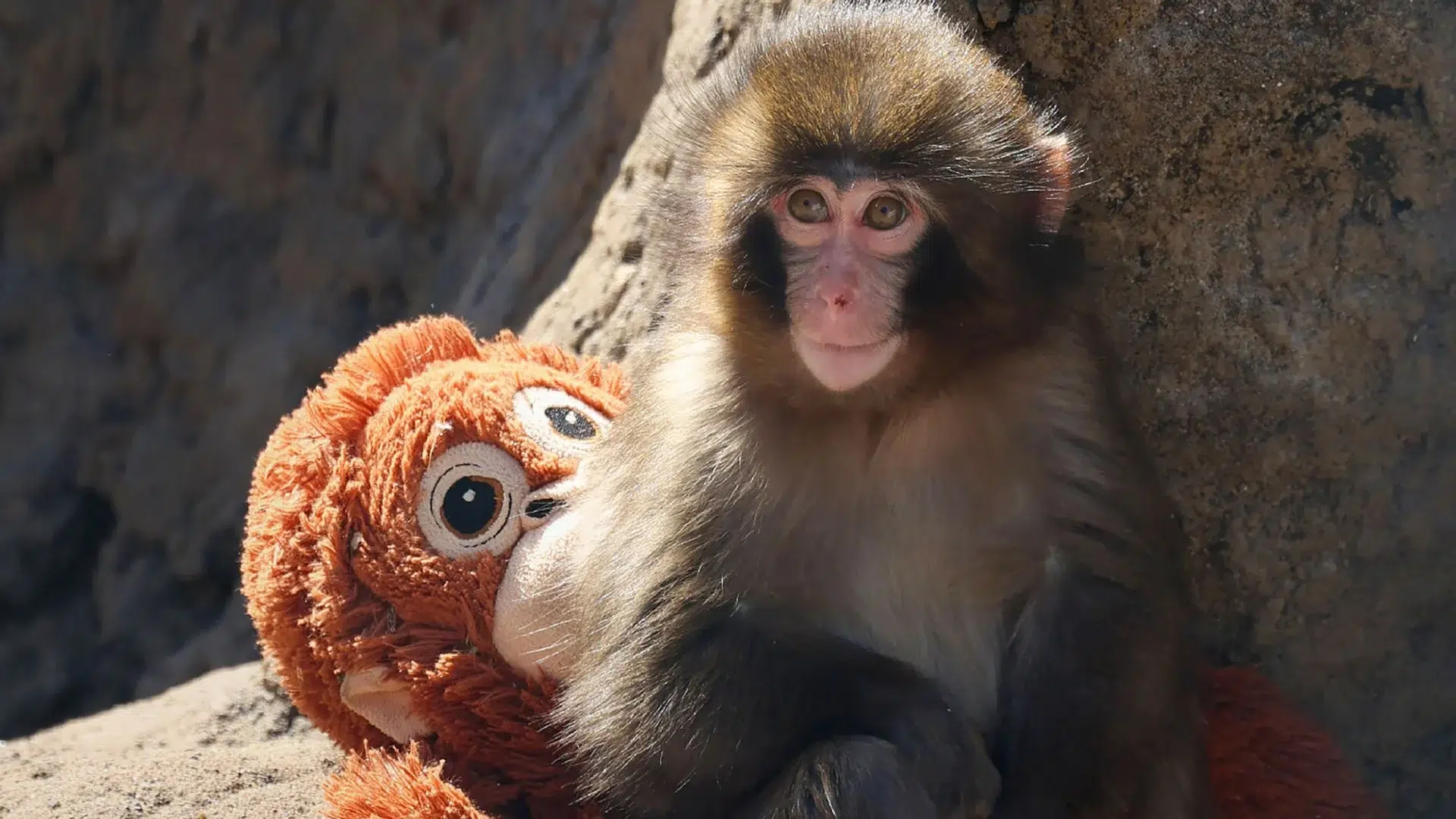 A Story of Resilience: The Current Status of Punch, the Monkey Who Conquered Japan and the Internet