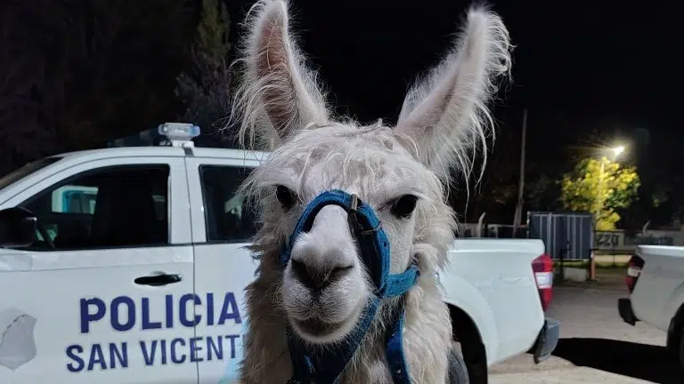Rescate de llamas y equinos: allanamientos y controles en San Vicente derivan en el secuestro de animales utilizados ilegalmente