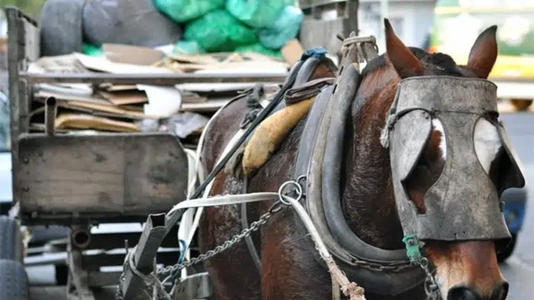 San Miguel prohíbe la tracción a sangre: bienestar animal y seguridad urbana en el centro del debate