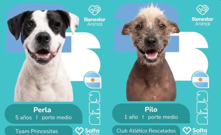 La ciudad de Salta lanza figuritas mundialistas con perros callejeros para promover la adopción responsable
