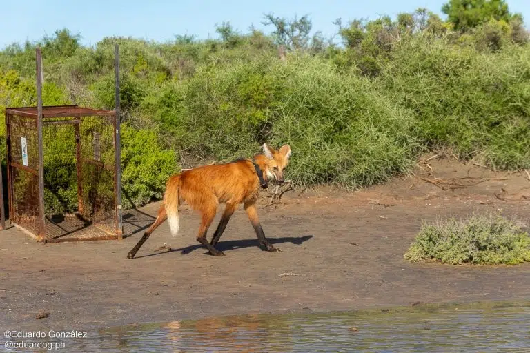 Ansenuza: científicos colocan collar satelital a un aguará guazú para estudiar su comportamiento y conservación
