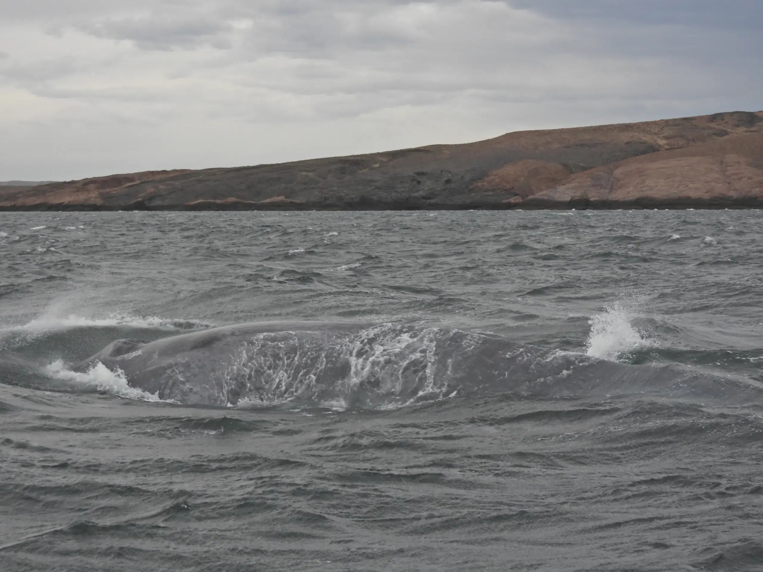 Histórica aparición de una ballena azul en el Golfo San Jorge: el evento que sorprende a científicos y turistas. Foto: Diario La Capital Mar del Plata. 