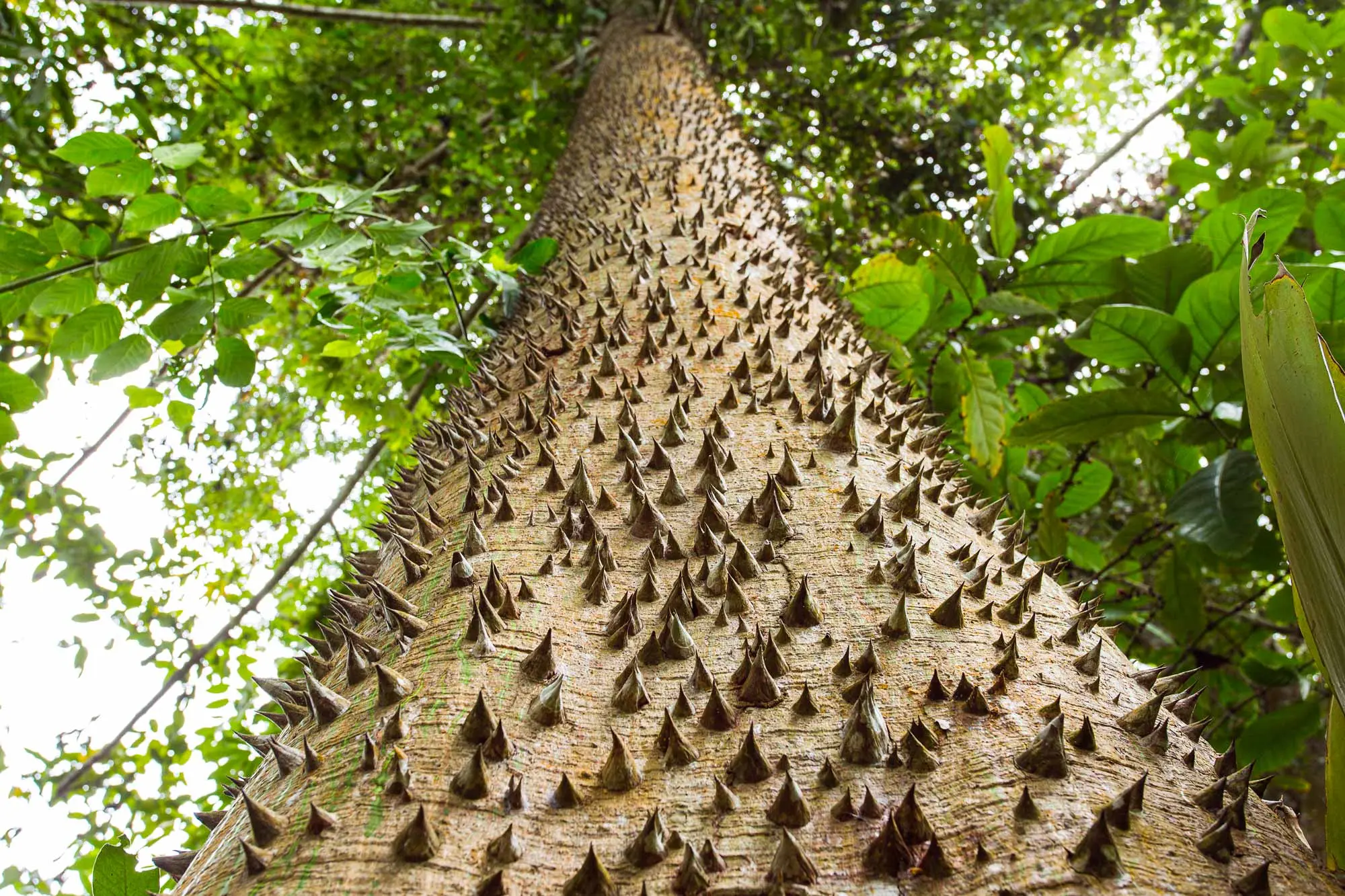The dynamite tree of South America: the hura crepitans and its unique explosive survival strategy