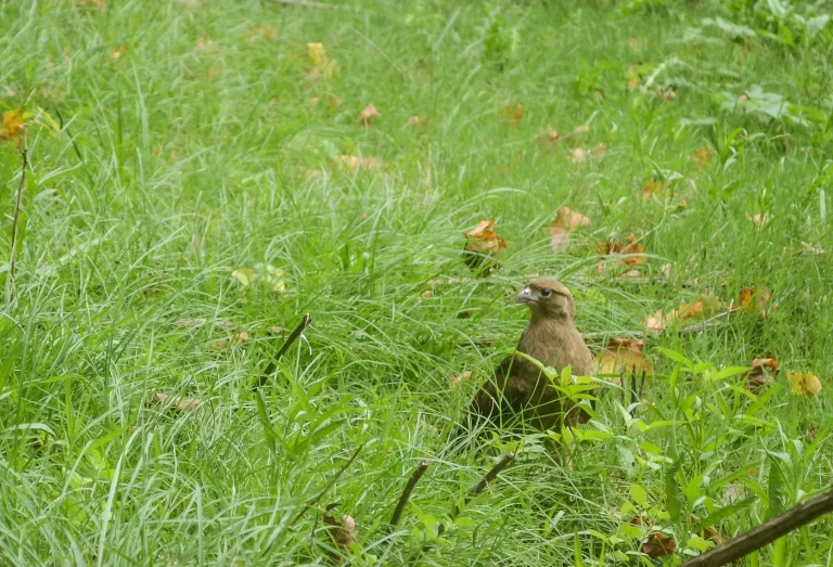 Liberaron en el Bioparque de La Plata a tres aves rapaces autóctonas tras un proceso de rehabilitación