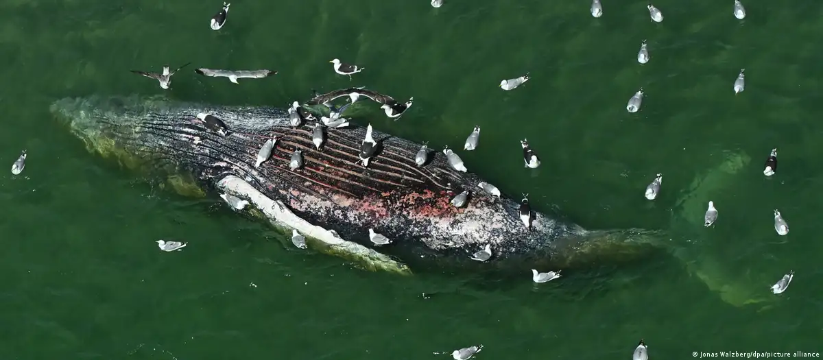 The Sad End of Timmy: The Rescued Humpback Whale in Germany Found Dead on the Coasts of Denmark